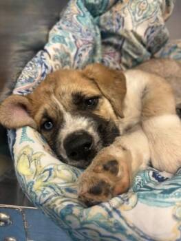 61614055 -  Saint Bernard and Mixed Breed Dog for Adoption in El Paso, Texas - 61614055 | PetCurious