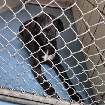 Brown Sugar -  American Bulldog Dog for Adoption in Lufkin, Texas - Brown Sugar | PetCurious