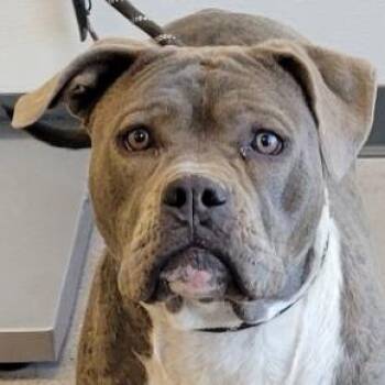 Mixed Breed Dogs Available for Adoption in Las Cruces, New Mexico - 106027 | PetCurious