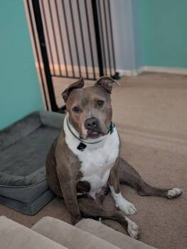 IZZY (prev. Marley) -  Pit Bull Terrier and American Bulldog Dog for Adoption in Chandler, Arizona - IZZY (prev. Marley) | PetCurious