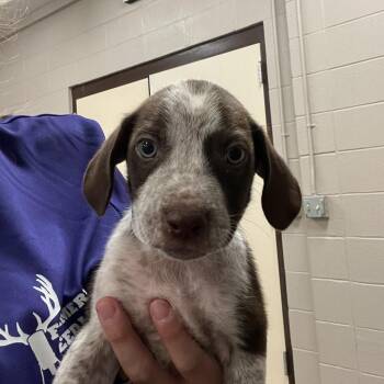 Ciabatta aka Duke 8946 -  Mixed Breed and Black Labrador Retriever Dog for Adoption in Loxahatchee Groves, Florida - Ciabatta Aka Duke 8946 | PetCurious
