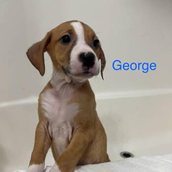 George -  Boxer and American Staffordshire Terrier Dog for Adoption - George | PetCurious