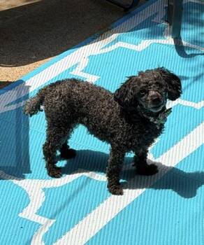 Sophia -  Poodle and Mixed Breed Dog for Adoption in Fort Worth, Texas - Sophia | PetCurious