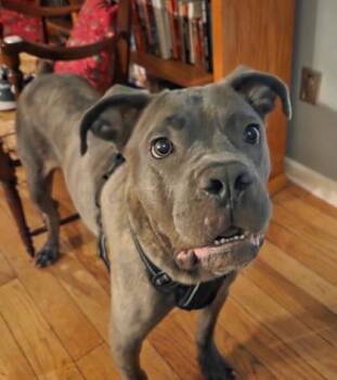 Mixed Breed Dogs Available for Adoption - Evander Twigg | PetCurious
