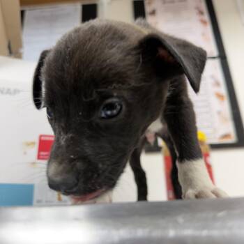 Fuego -  Mixed Breed Dog for Adoption in Morristown, Vermont - Fuego | PetCurious