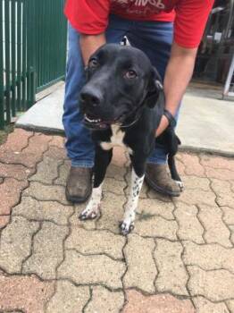 Rescue Retriever and Mixed Breed Dogs for Adoption in Houston, Texas - KOKOA | PetCurious