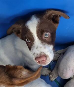 DONALD -  Mixed Breed Dog for Adoption in Dallas, Texas - DONALD | PetCurious