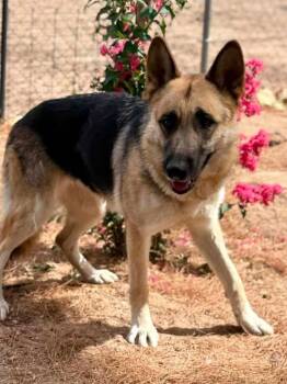 Lainey -  German Shepherd Dog Dog for Adoption in Jefferson City, Missouri - Lainey | PetCurious