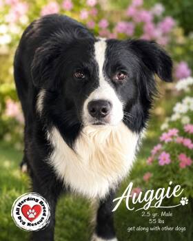 Auggie -  Border Collie Dog for Adoption in Joliet, Illinois - Auggie | PetCurious