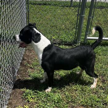 Noss -  Border Collie and Mixed Breed Dog for Adoption in Pittsburg, Kansas - Noss | PetCurious