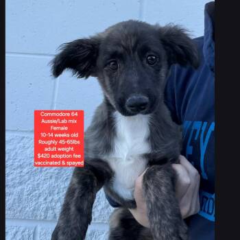Australian Shepherd and Labrador Retriever Dogs Available for Adoption in Oviedo, Florida - Commodore 64 | PetCurious