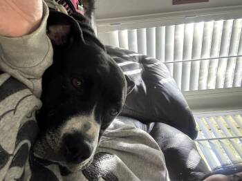 Lexy -  Pit Bull Terrier Dog for Adoption in Tracy, California - Lexy | PetCurious