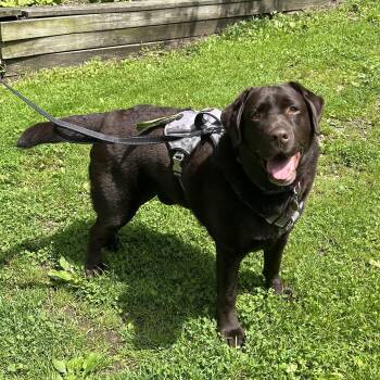 Rescue Black Labrador Retriever Dogs for Adoption in Huntington, New York - Max | PetCurious