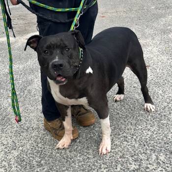 Rescue Pit Bull Terrier Dogs for Adoption in Newark, New Jersey - Fats | PetCurious