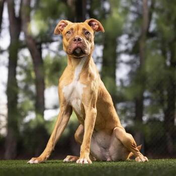 Biscotti -  Mixed Breed Dog for Adoption in Jupiter, Florida - Biscotti | PetCurious