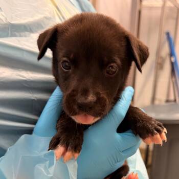 Alfredo -  Mixed Breed Dog for Adoption in West Palm Beach, Florida - Alfredo | PetCurious
