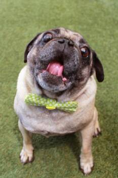 Yeti -  Pug Dog Available for Adoption in Gardena, California - Yeti | PetCurious