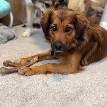 Mixed Breed Dogs Available for Adoption - McQueen | PetCurious