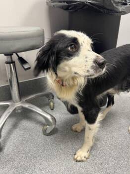 Posey -  Border Collie and Mixed Breed Dog for Adoption in Sevierville, Tennessee - Posey | PetCurious