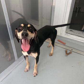 Poppy -  Hound Dog for Adoption in Bradenton, Florida - Poppy | PetCurious