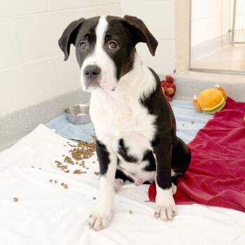 Mixed Breed Dogs Available for Adoption in Franklin, Tennessee - Mickey | PetCurious