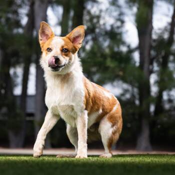 Rusty -  Cattle Dog and Mixed Breed Dog for Adoption in Jupiter, Florida - Rusty | PetCurious