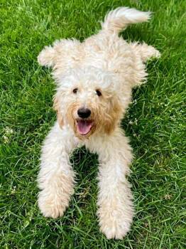 Lillie -  Poodle and Labrador Retriever Dog for Adoption in Vashon, Washington - Lillie | PetCurious
