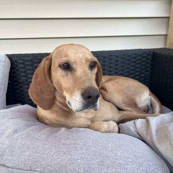 Rescue Yellow Labrador Retriever and Hound Dogs for Adoption in Warrenville, Illinois - Zoe | PetCurious