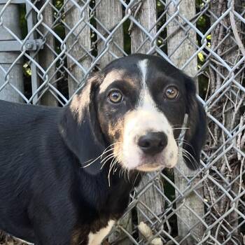 Prince Eric -  Mixed Breed Dog for Adoption in East Hanover, New Jersey - Prince Eric | PetCurious