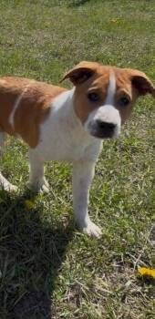 Shepherd Dogs Available for Adoption in Polson, Montana - Ben | PetCurious