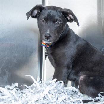Labrador Retriever and Mixed Breed Dogs Available for Adoption in St. Louis, Missouri - AVALANCHE | PetCurious