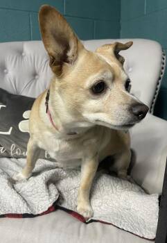 JoJo -  Chihuahua and Dachshund Dog for Adoption in Chattanooga, Tennessee - JoJo | PetCurious