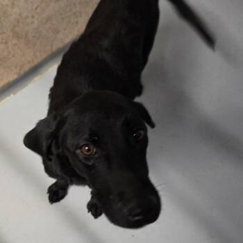 Sky -  Black Labrador Retriever Dog for Adoption in Pennsville Township, New Jersey - Sky | PetCurious