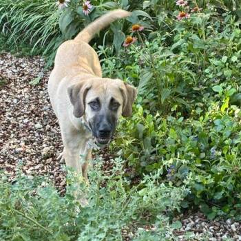 Wasabi FKA Song Pup: Sonny -  Mixed Breed Dog for Adoption in Falls Church, Virginia - Wasabi FKA Song Pup: Sonny | PetCurious