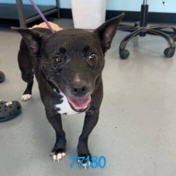 RODNEY -  Terrier Dog for Adoption in Chico, California - RODNEY | PetCurious