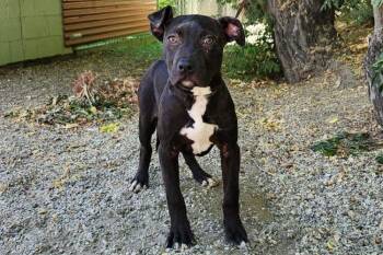 Pit Bull Terrier Dogs Available for Adoption - Lola | PetCurious