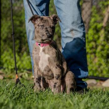 Border Collie and Catahoula Leopard Dog Dogs Available for Adoption in Pawling, New York - Poppy | PetCurious