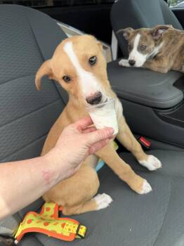 Emma -  Labrador Retriever Dog for Adoption in The Woodlands, Texas - Emma | PetCurious