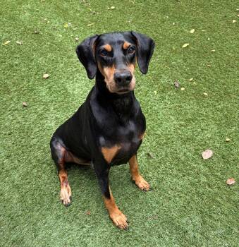 Bennie -  Doberman Pinscher Dog for Adoption in Atlanta, Georgia - Bennie | PetCurious
