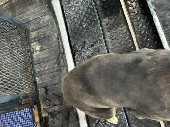 Mixed Breed Dogs Available for Adoption - Molly | PetCurious