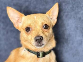 Dave -  Chihuahua and Mixed Breed Dog for Adoption in Portland, Oregon - Dave | PetCurious