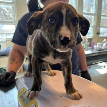 Mixed Breed Dogs Available for Adoption - Earl Thomas | PetCurious