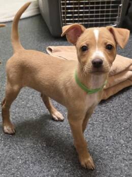 Rhaenyra -  Chihuahua and Mixed Breed Dog for Adoption in Roseville, California - Rhaenyra | PetCurious