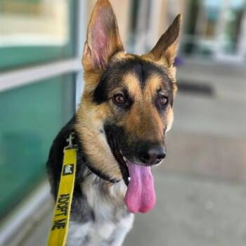 BRUCE WAYNE -  German Shepherd Dog Dog for Adoption in Las Vegas, Nevada - BRUCE WAYNE | PetCurious