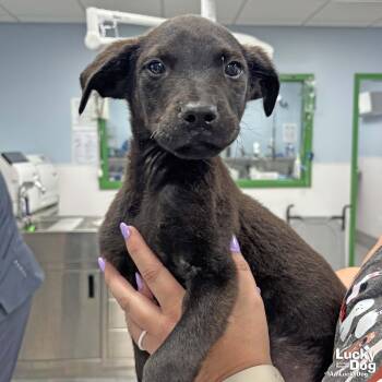 Shepherd and Labrador Retriever Dogs Available for Adoption in Washington, District Of Columbia - Asteroid | PetCurious