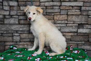 Siberian Husky and Alaskan Malamute Dogs Available for Adoption - Maluma | PetCurious