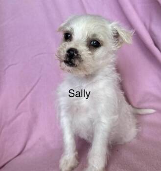 Terrier Dogs Available for Adoption in Larkfield-wikiup, California - Sally | PetCurious