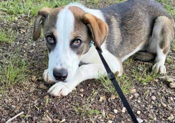 Hound Dogs Available for Adoption in Manchester, Connecticut - Cowboy | PetCurious