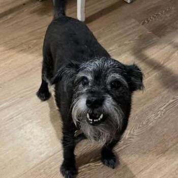 Dilly Dally -  Terrier and Mixed Breed Dog for Adoption in Greensboro, North Carolina - Dilly Dally | PetCurious