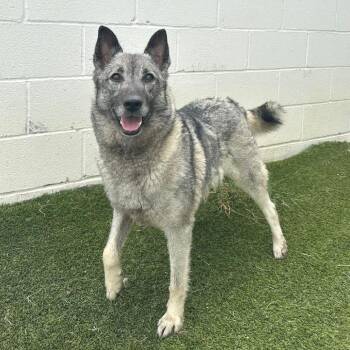 Summer 7909 -  Norwegian Elkhound Dog for Adoption in Loxahatchee Groves, Florida - Summer 7909 | PetCurious